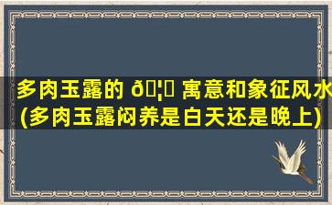 多肉玉露的 🦍 寓意和象征风水(多肉玉露闷养是白天还是晚上)